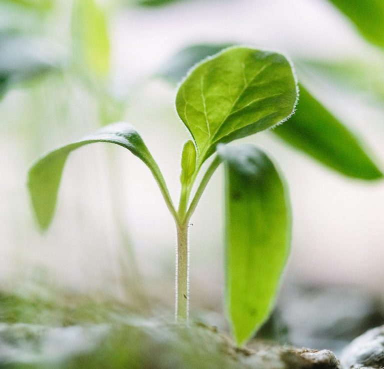 mobile plant